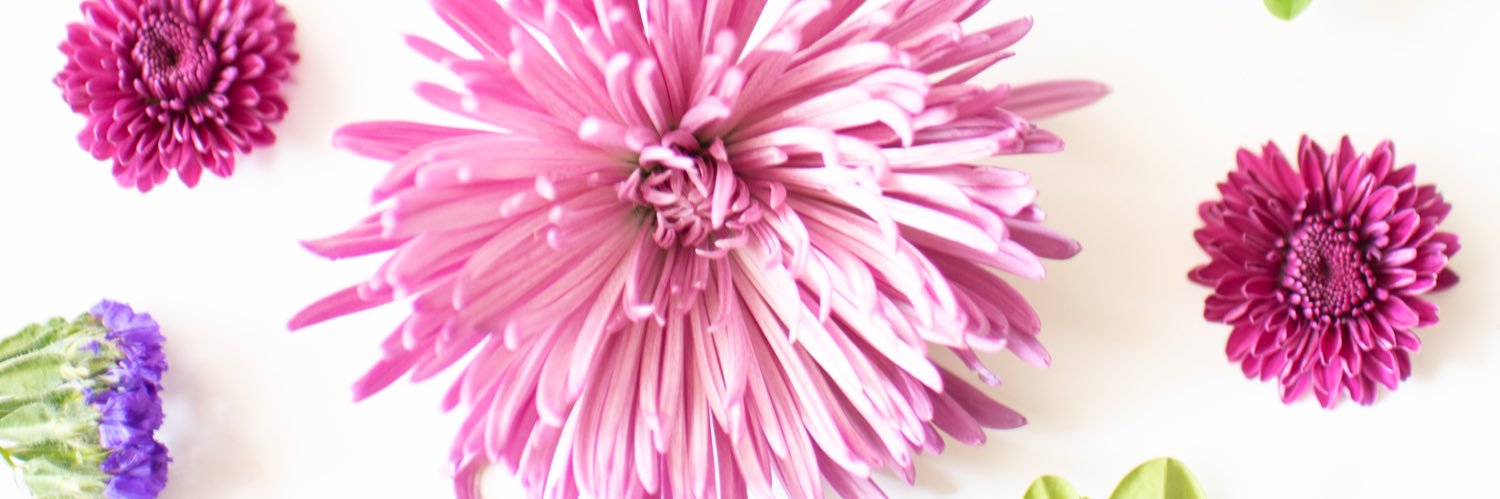 beatrixNFT's profile banner image