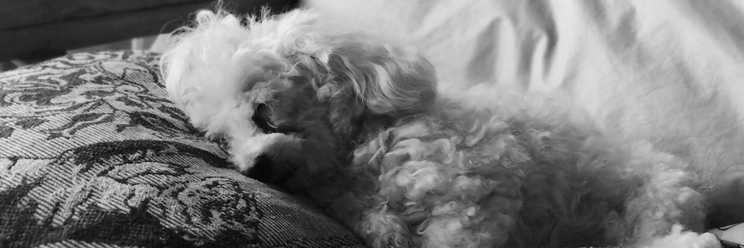vic_comi's profile banner image