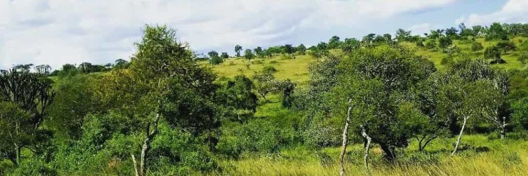 BWEERA BWAMUNTU ENSI Y'ENTE's banner