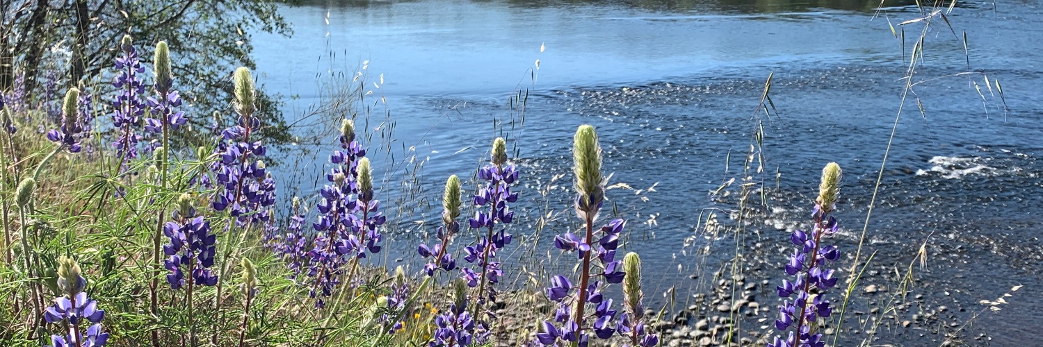 Cryptofessor.eth banner