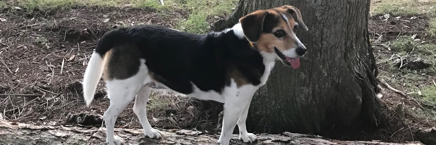 Bailey the beagle 🐶🐾💜 banner