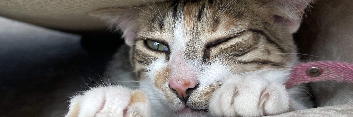 Arturo - Cazador de Estúpidos banner