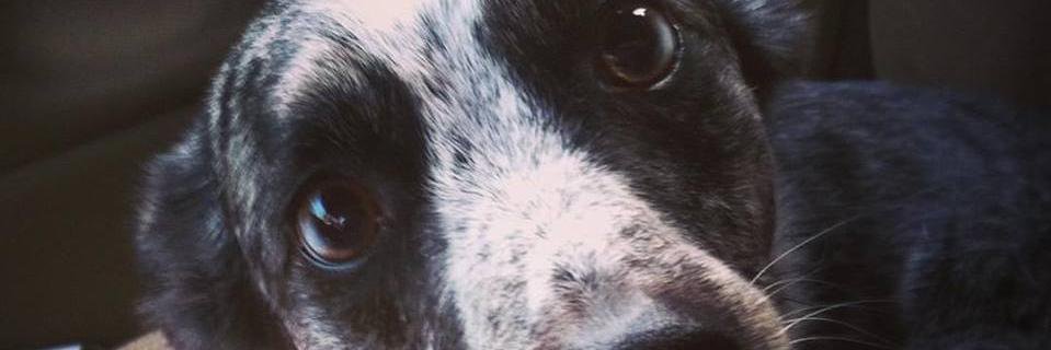 buffy_ok's profile banner image