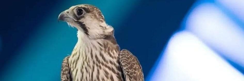 صياد الصقور banner