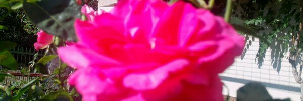 artemisia2 Profile Banner
