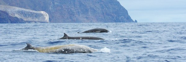 marinemolecol Profile Banner