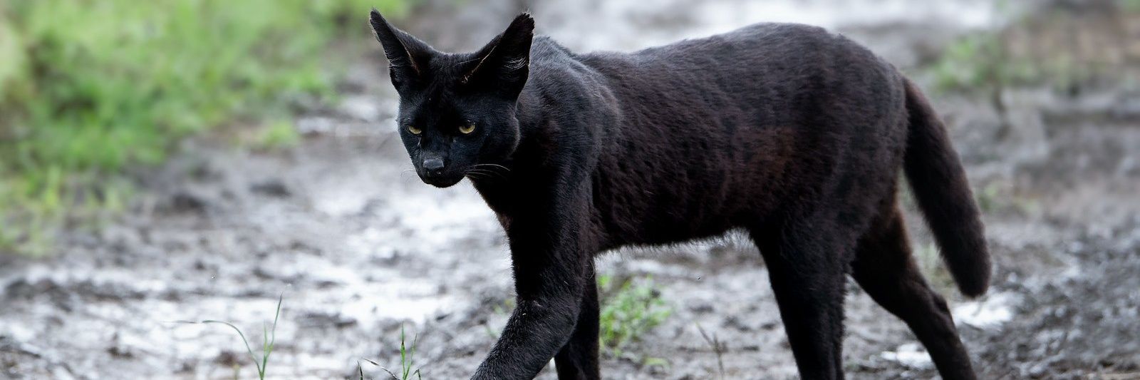 Dominique Rystan banner