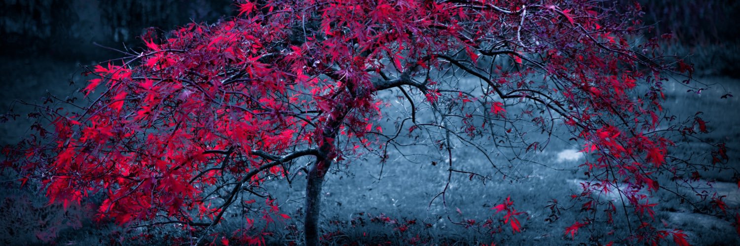 André Coetzee banner