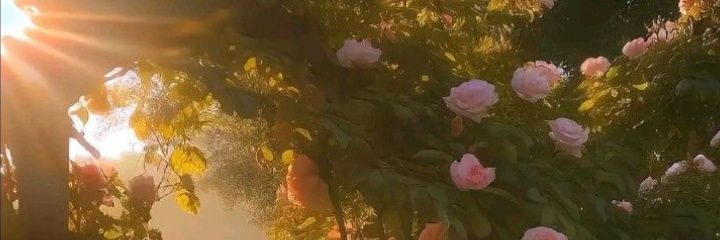 Alguien ✨🥀 banner