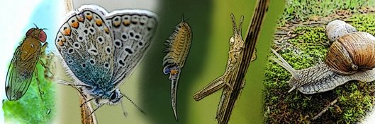 ISEPEP 9 banner