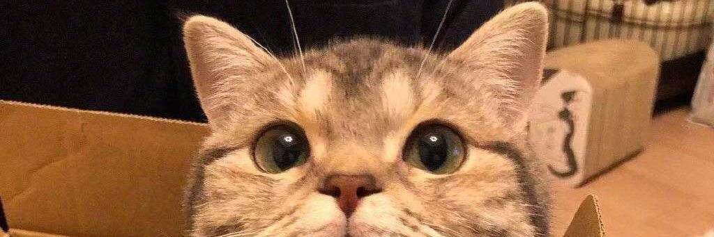 x_xllzzZ's profile banner image
