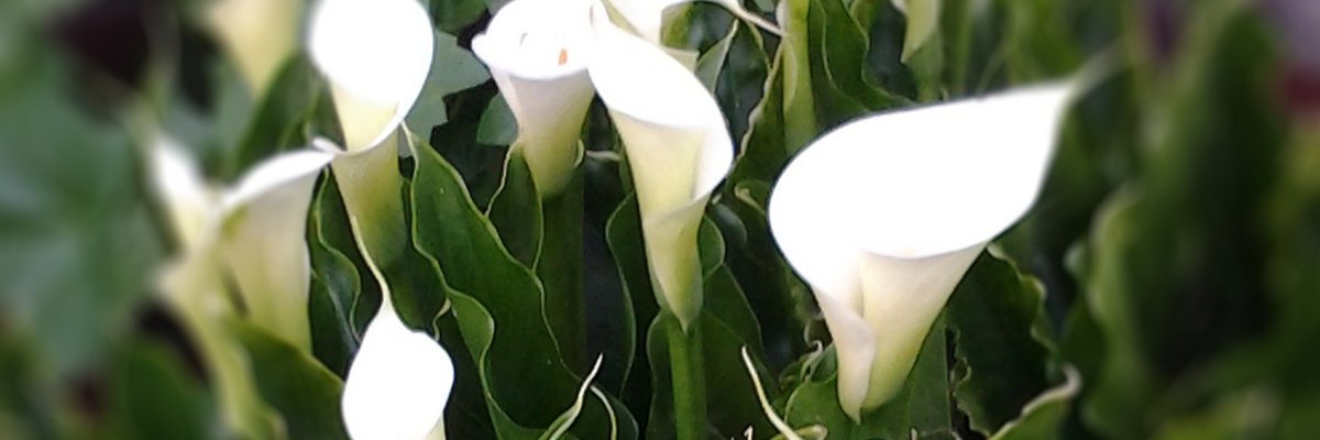 aceofspaceuk's profile banner image