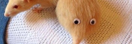 same rat 🔞 banner