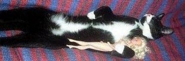 . banner