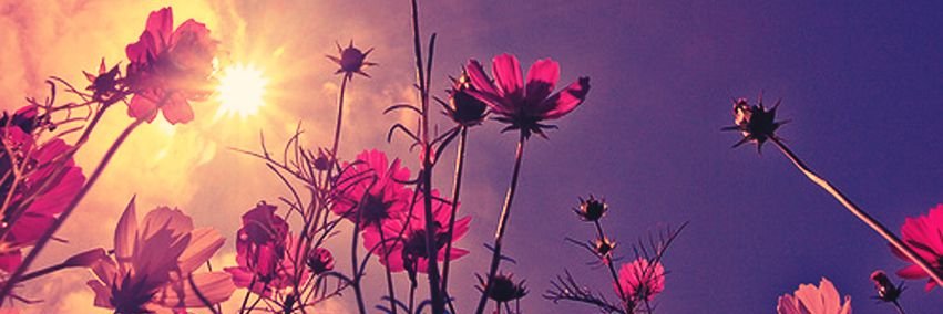 DesignPan_da's profile banner image