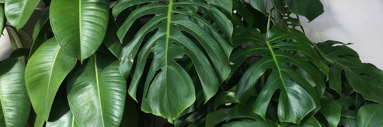 bedofhydrangeas's profile banner image