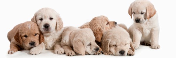 🐶 Cute Dogs & Cats 🐶 Profile Banner