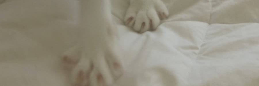 MadCast_'s profile banner image