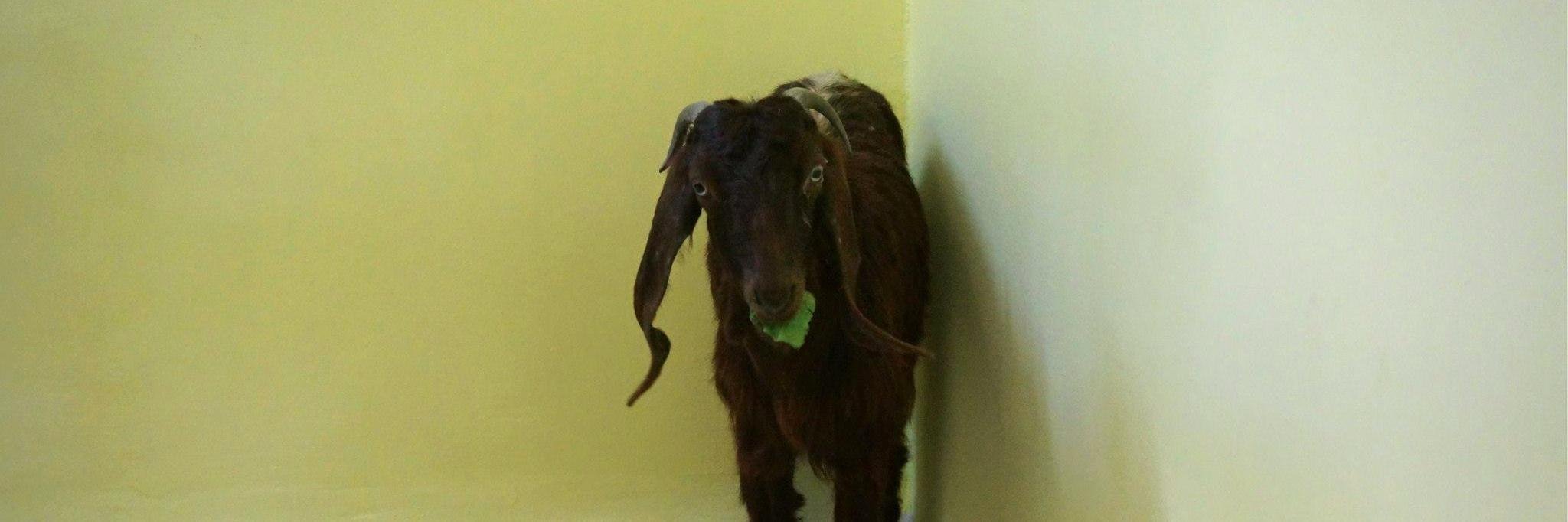 Biff Parker-Magyar banner