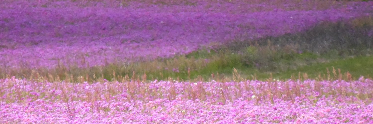 daydreamtime's profile banner image