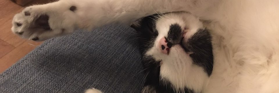 Wolf Schröder banner