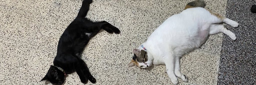 Mili,Bas,Picco,Oyen banner