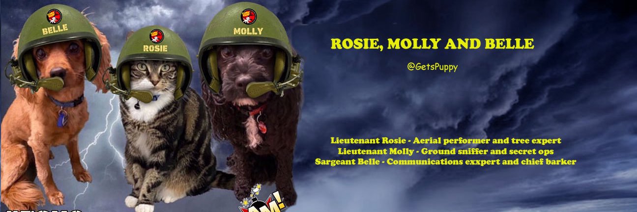 Rosie, Molly and Belle's banner