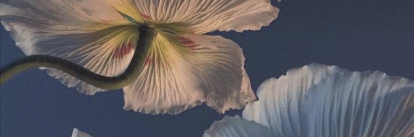 it’s marsy 🌱 banner