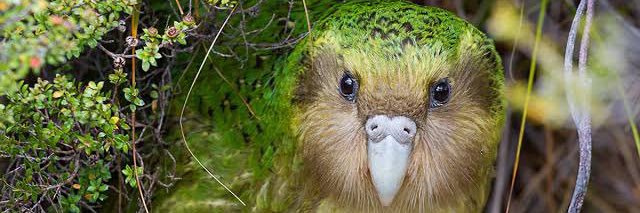 AIMするカカポ banner