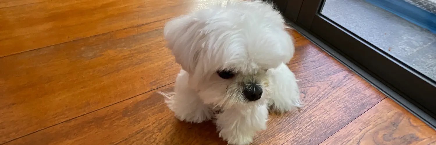 Elm Piyasombatkul banner