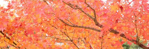 fukushimasaina Profile Banner