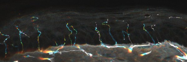 Dev_Gen_Lab Profile Banner