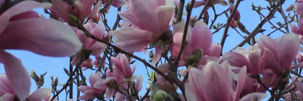 itslauri_eh Profile Banner