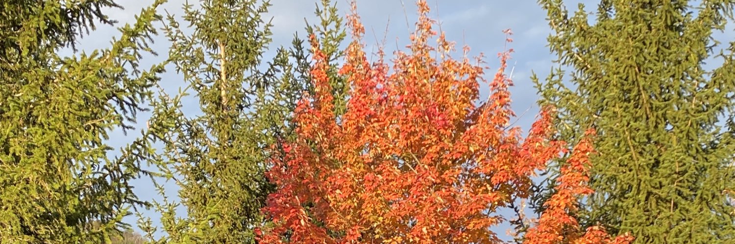 Megan Stephens banner