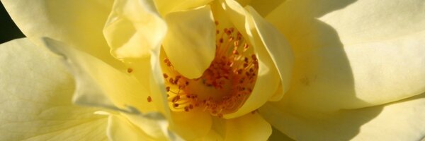 cabbey Profile Banner