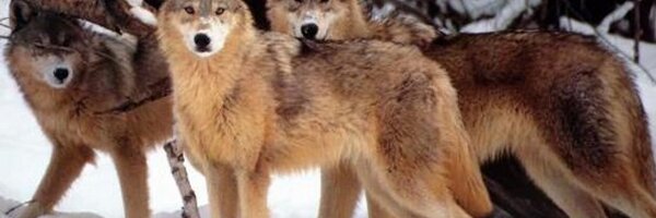 ShadowEffects Profile Banner