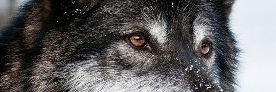 SyrK78's profile banner image