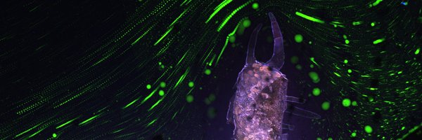 CorentinSpriet Profile Banner