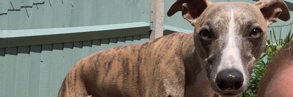ziggy_whippet's profile banner image