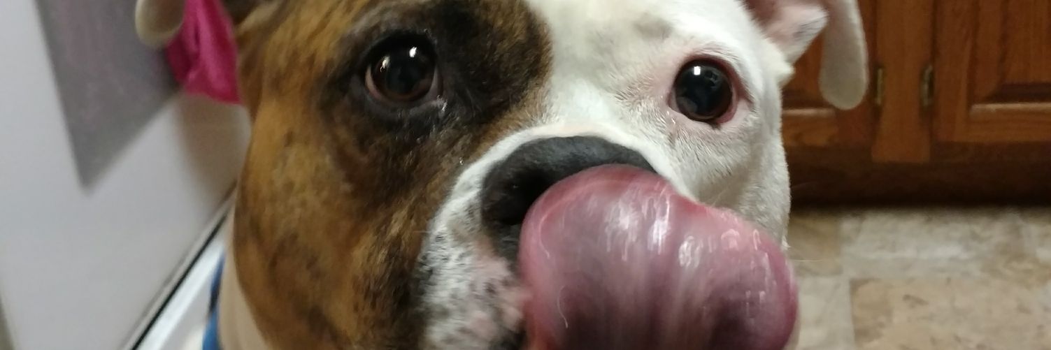 Just Ty banner