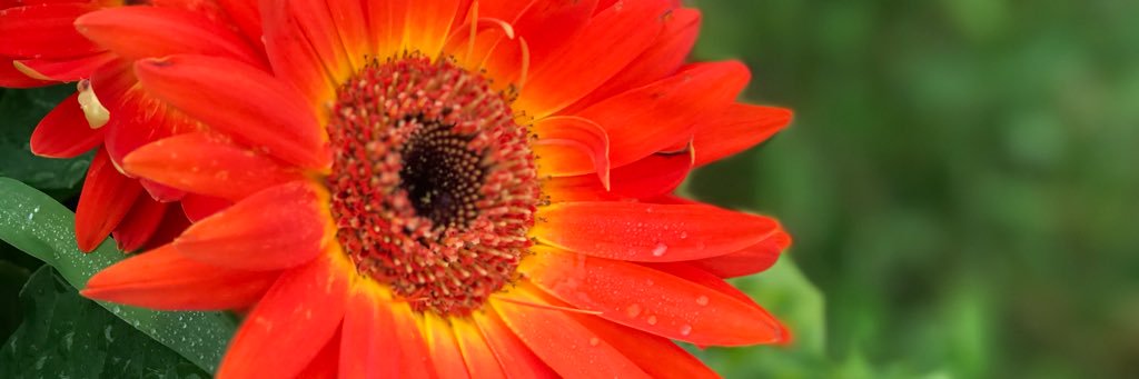 AllieeFleming's profile banner image