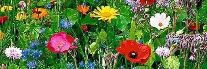 Sandra Bartolozzi 🇻🇪 banner