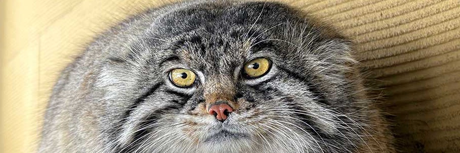 曲輪の住人 banner