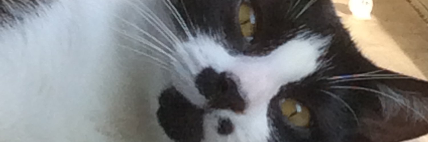 susan ab 🐦 banner