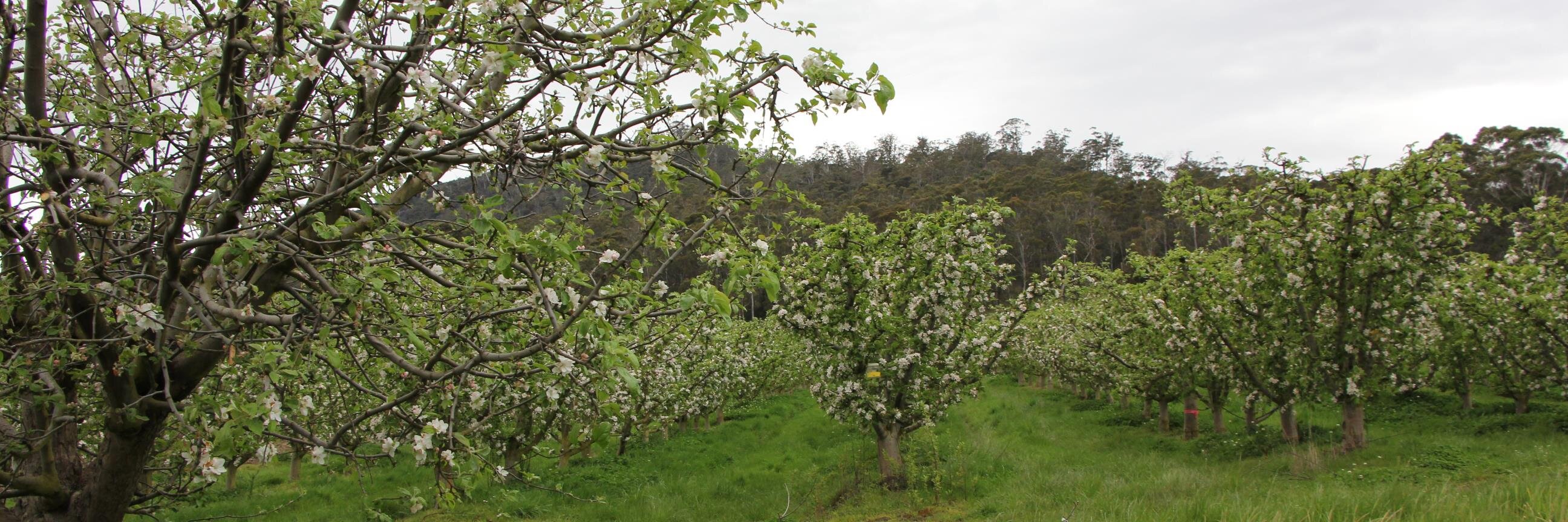 Huon Valley Council banner