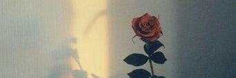 JulieRaafat's profile banner image