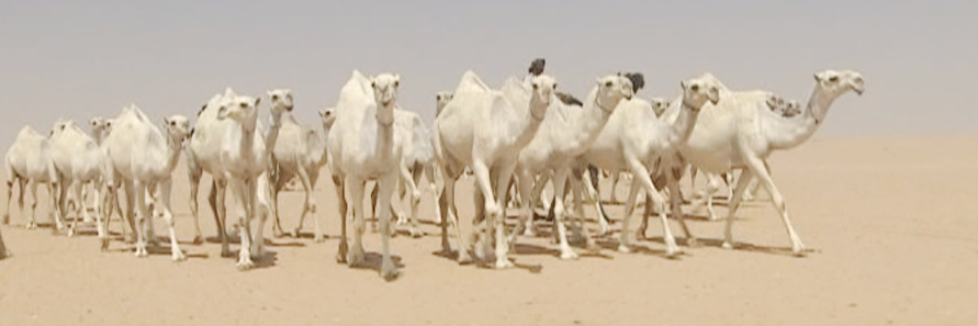 9000Sultan's profile banner image