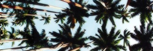 Obvious Monkey 0.001K banner