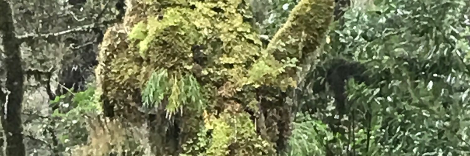 PetaDeee's profile banner image