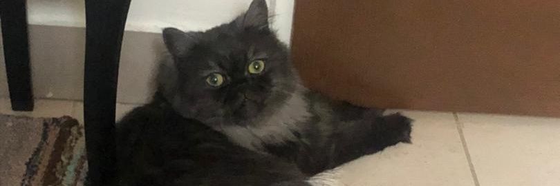Maede🐈 banner